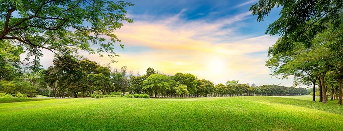 Park with green grass and trees under the sky