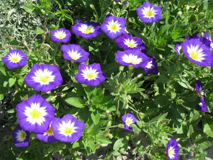 Purple and white bindweed flowers