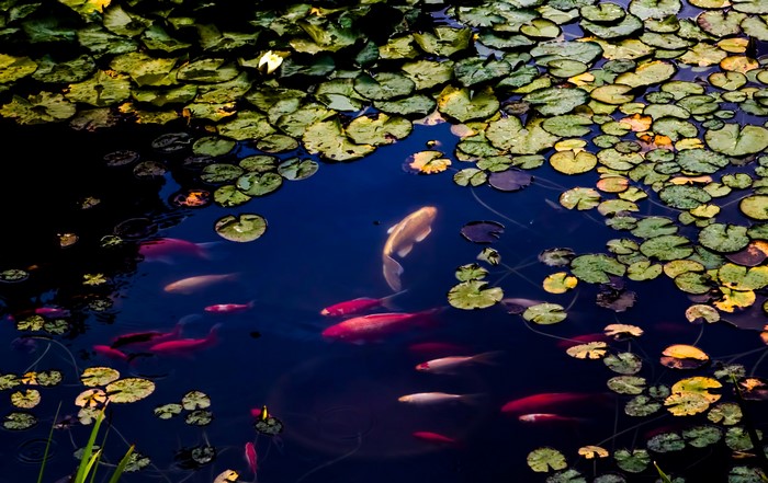 Koi fish swimming in a pond with lily pads