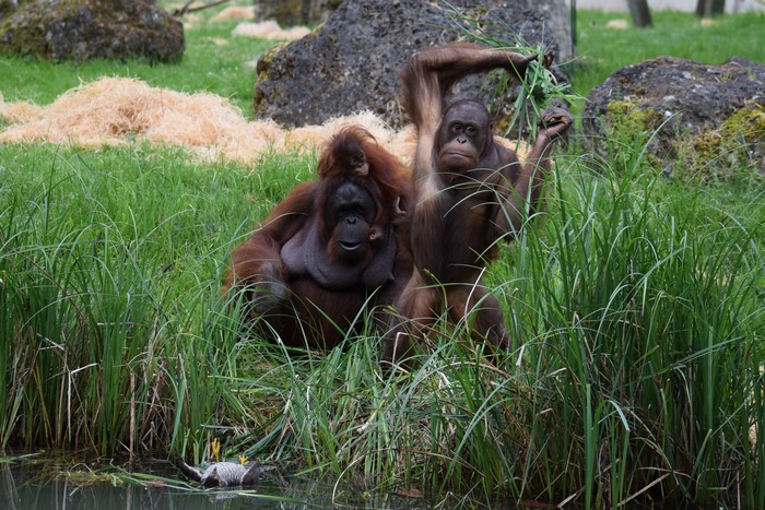 Orangutans with baby in grass near water