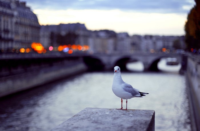 Seagull on a stone ledge by a canal in Paris