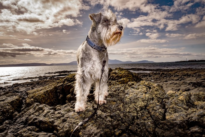 Schnauzer dog on a rocky coast