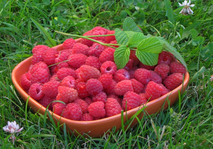 Bowl of Raspberries on Grass