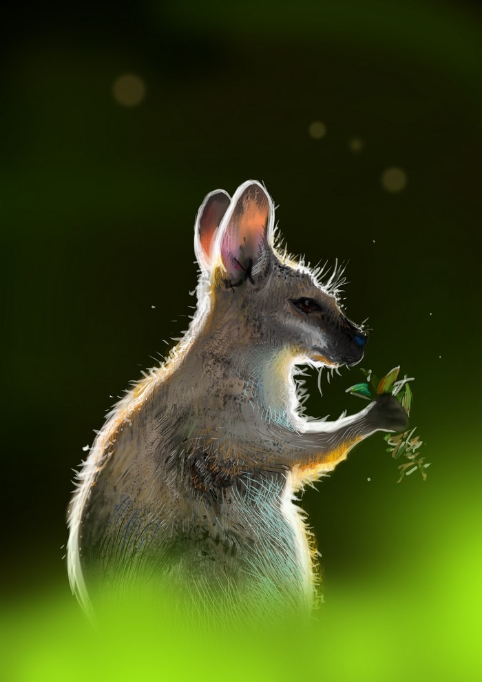 Kangaroo eating leaves in a grassy field