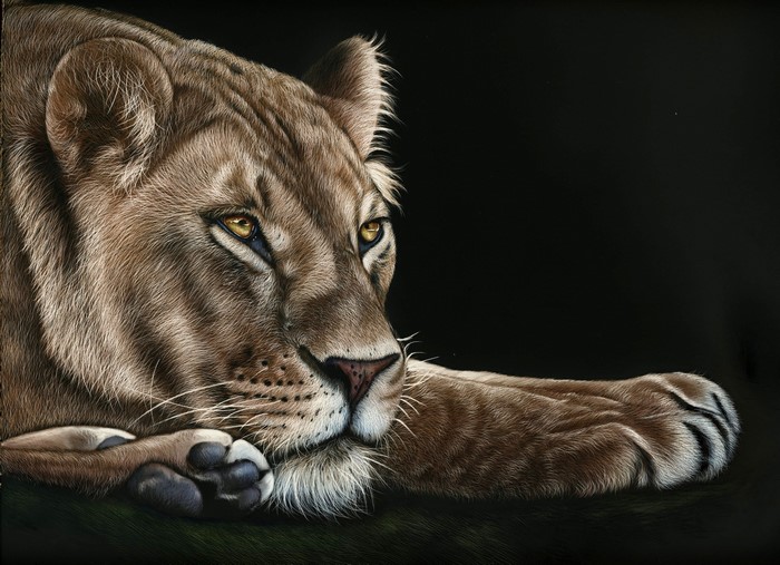 Lioness resting on a dark background