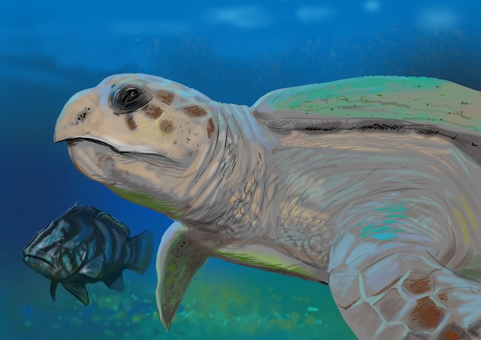 Painting of a sea turtle and a fish underwater