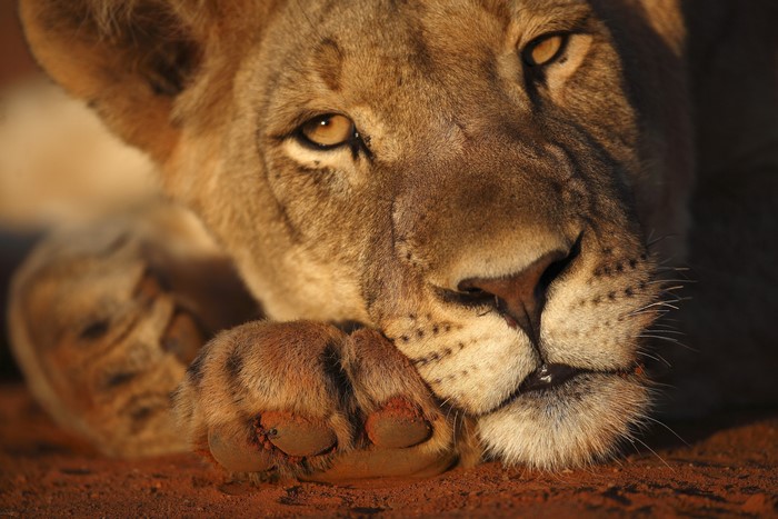 Close-up of a lioness's face and paw