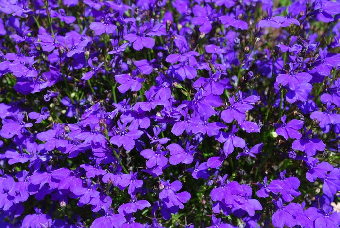 Close-up of many violet Lobelia flowers