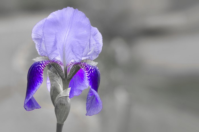 4K Iris Flower Closeup