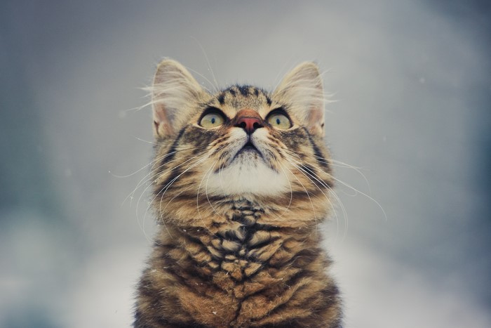 Tabby Cat Looking Up
