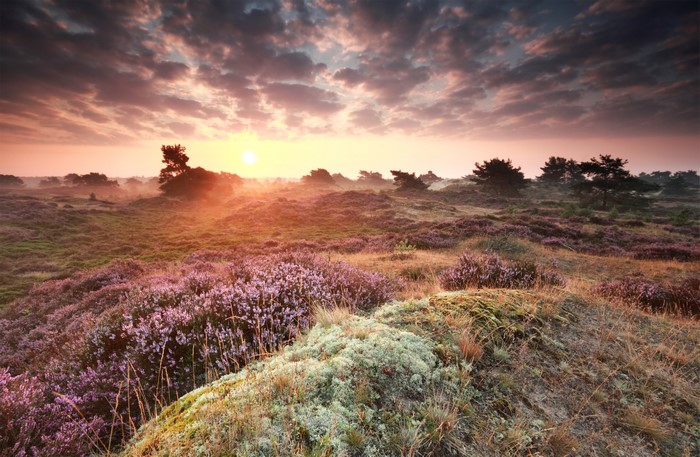 Heather flowers and trees at sunrise