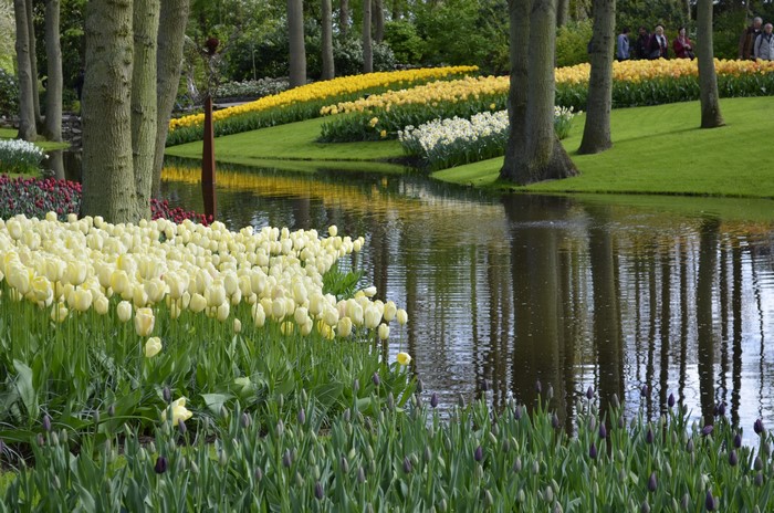 Keukenhof Gardens with Tulips and Pond in Netherlands