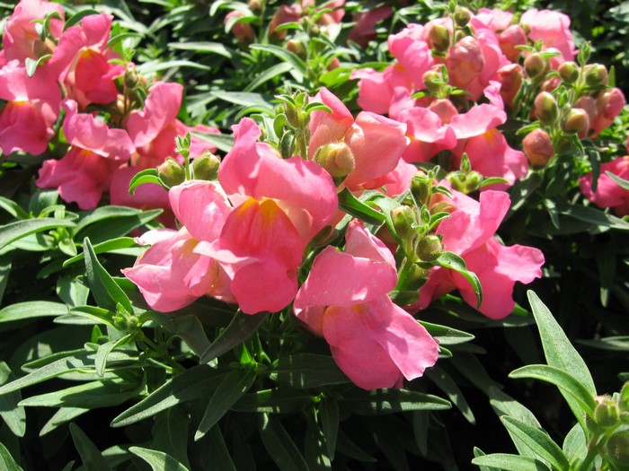 Pink snapdragons in bloom