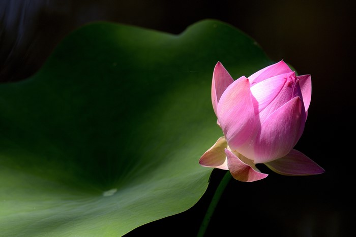 Pink Lotus Flower Bud