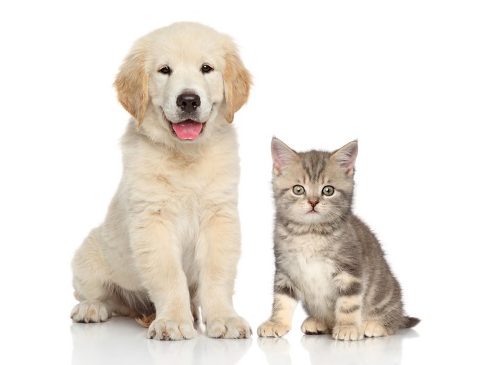 Golden Retriever puppy and kitten on white background