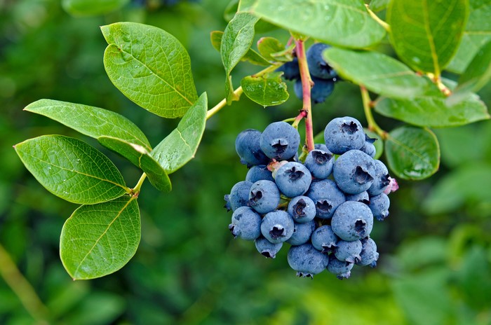 Blueberries on a branch with leaves