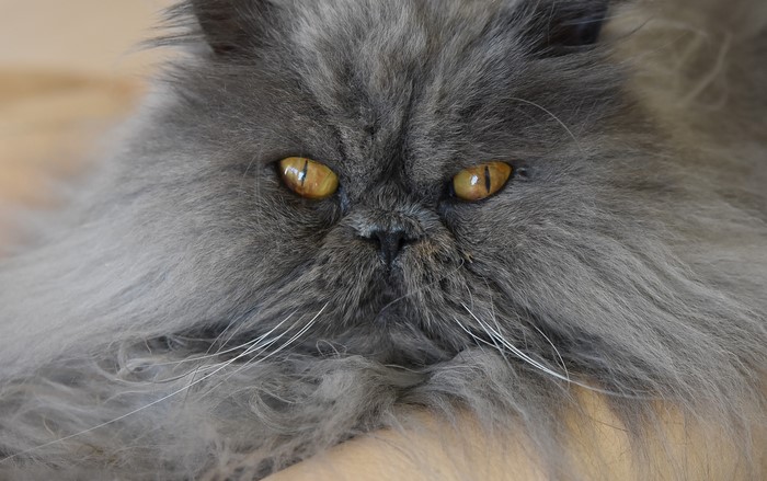 Close-up of a fluffy grey Persian cat with yellow eyes