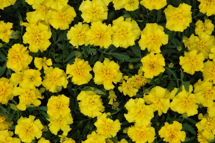 Yellow Tagetes flowers in a garden