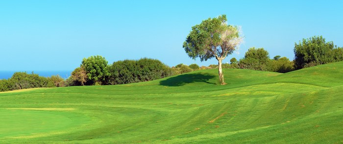 Golf course with a lone tree and ocean view