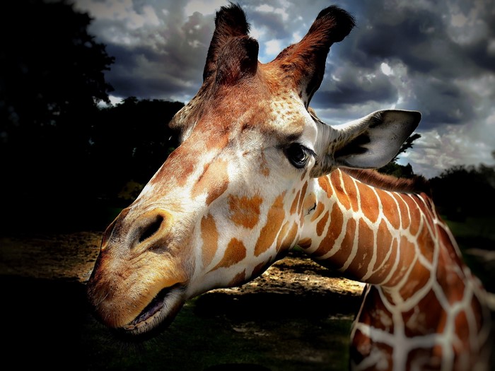 Close-up of a Giraffe's Head and Neck