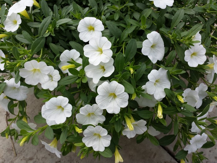 4K White Petunia Closeup
