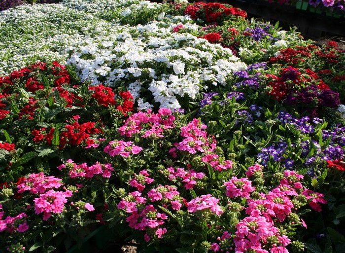 Verbena flowers in various colors