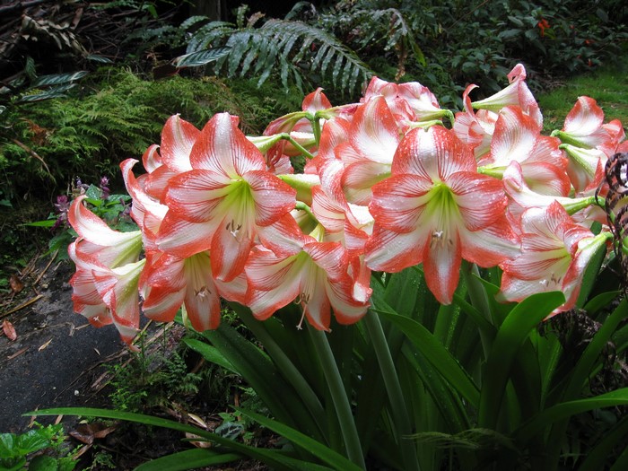 A cluster of red and white Amaryllis flowers