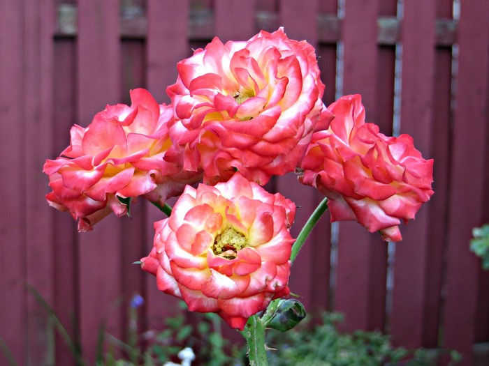 Four bicolor roses in front of a wooden fence