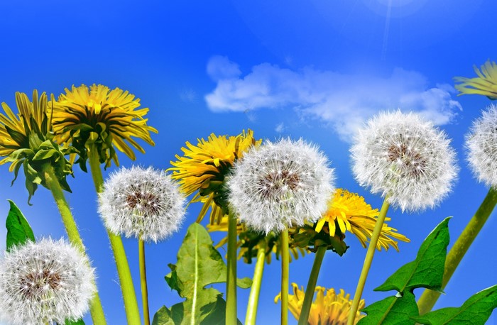 Dandelions in bloom against a blue sky