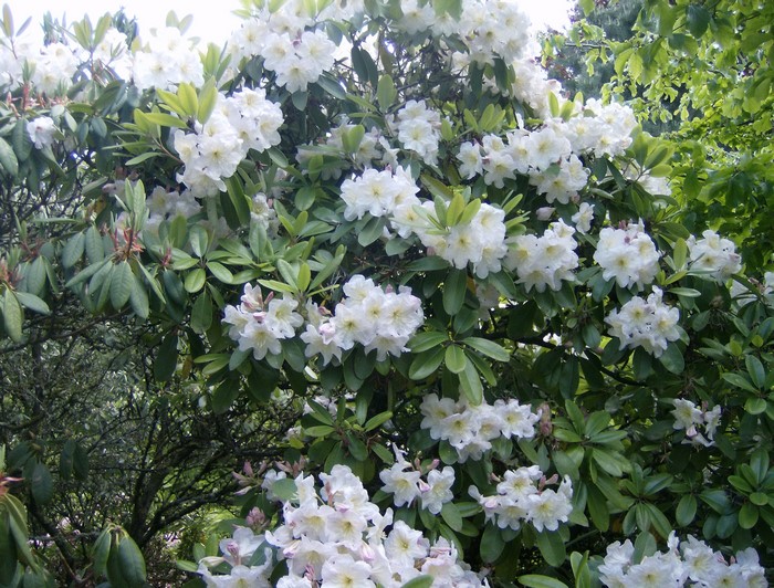 White Rhododendron flowers on a bush