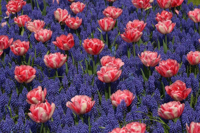Pink and white tulips with blue hyacinths