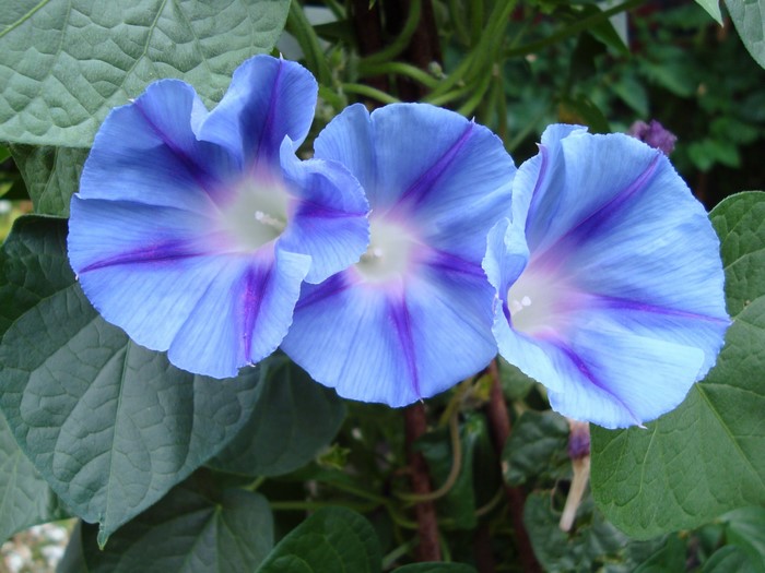Three light blue morning glory flowers with purple stripes