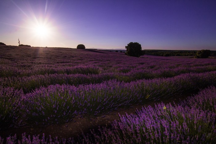 Lavender Field at Sunrise in Malacuera, Spain