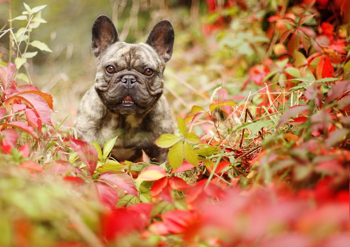 French Bulldog in Autumn Foliage