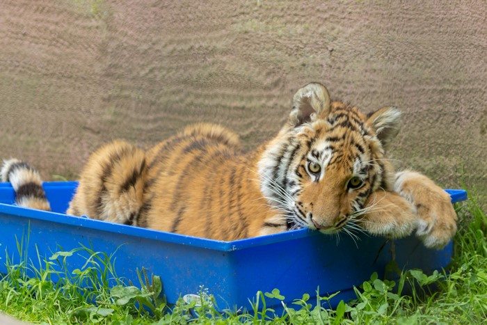 Tiger cub resting in a blue container