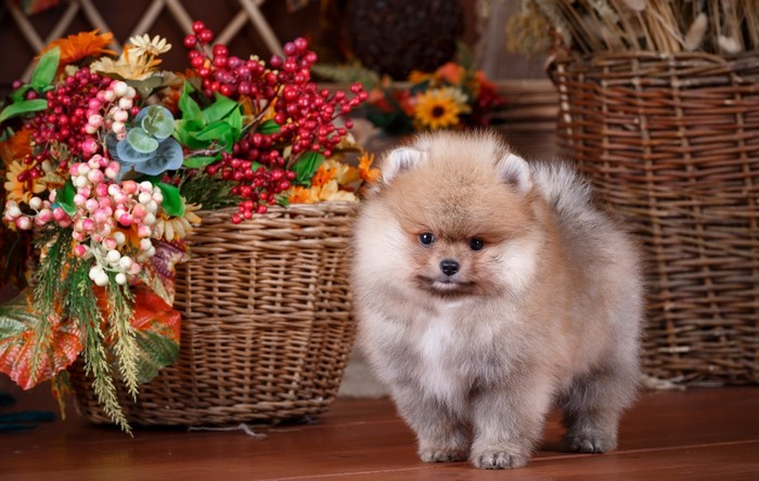4K Pomeranian Puppy with Autumn Flowers