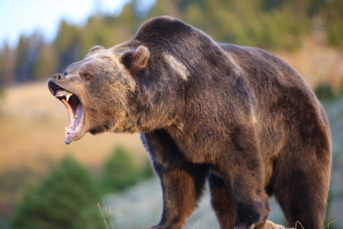 Brown Bear Roaring in a Forest