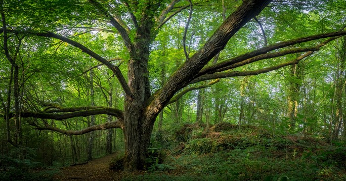 Large tree with sprawling branches in a German forest