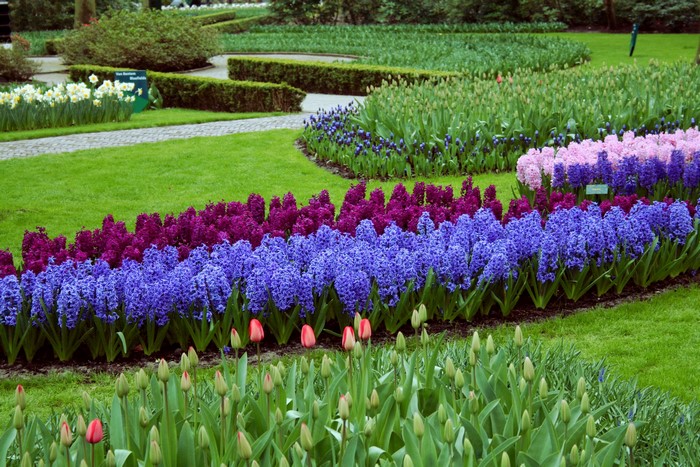 Keukenhof Gardens with Hyacinths and Tulips in the Netherlands