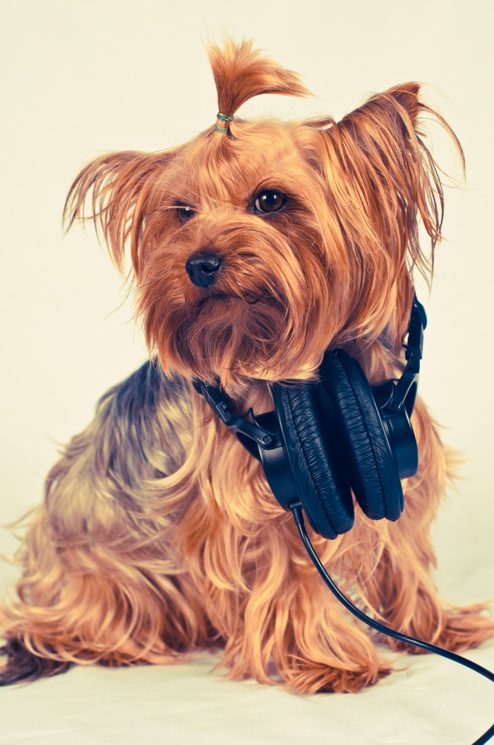 Yorkshire Terrier wearing headphones