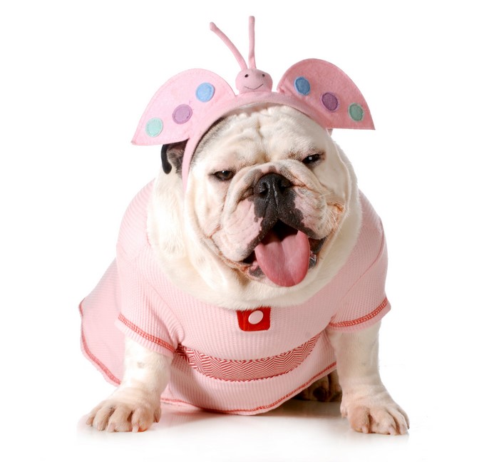 Bulldog in a pink ladybug costume
