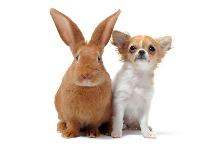Chihuahua and Rabbit on White Background