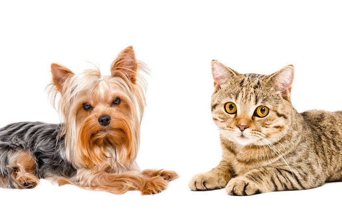 Yorkshire Terrier and Tabby Cat on White Background