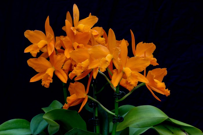 Close-up of orange orchids on a black background