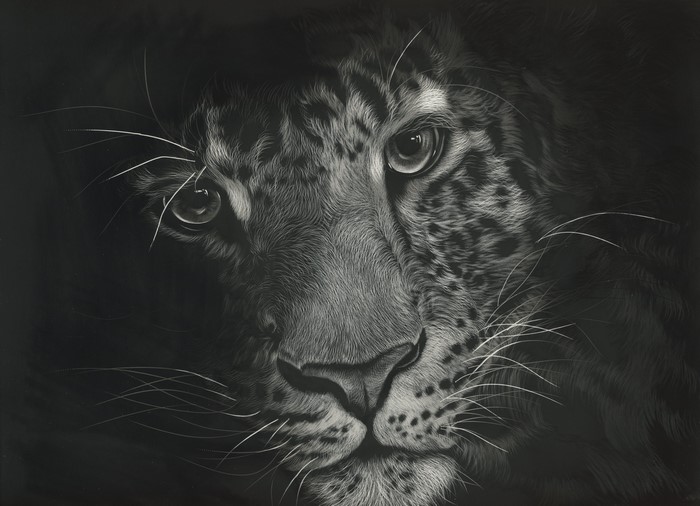 Black and white close-up of a leopard's face