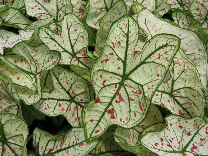Caladium leaves with red spots and green veins