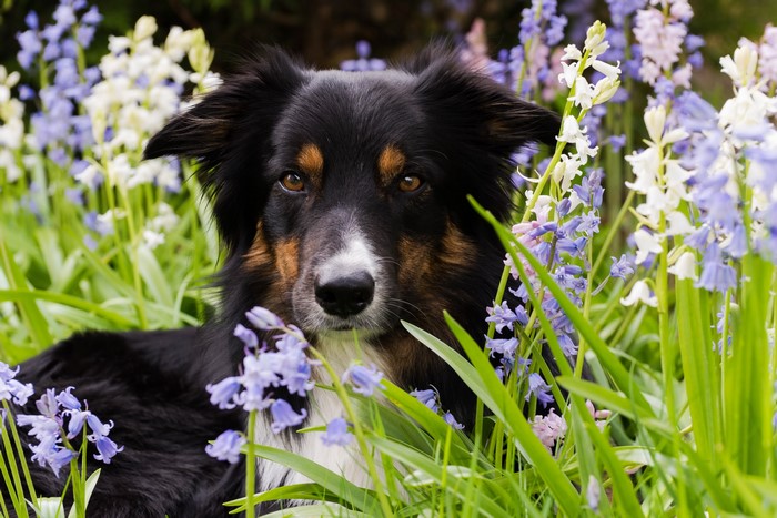 Border Collie Sitting Calmly Among Purple Flowers