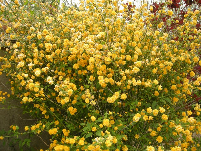 Kerria Japonica bush with many yellow flowers