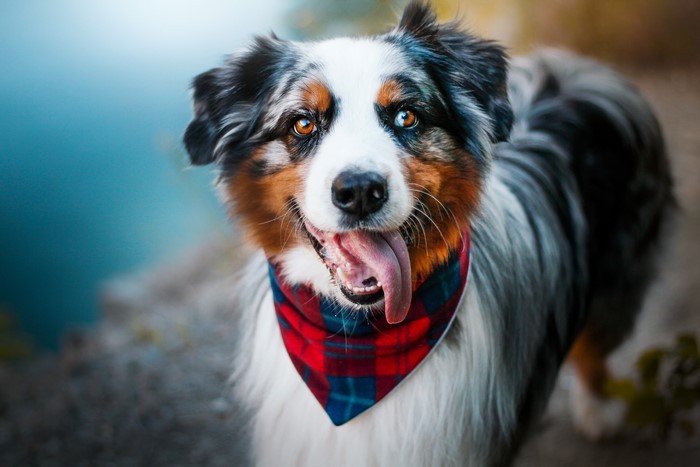 Australian Shepherd dog wearing a bandana