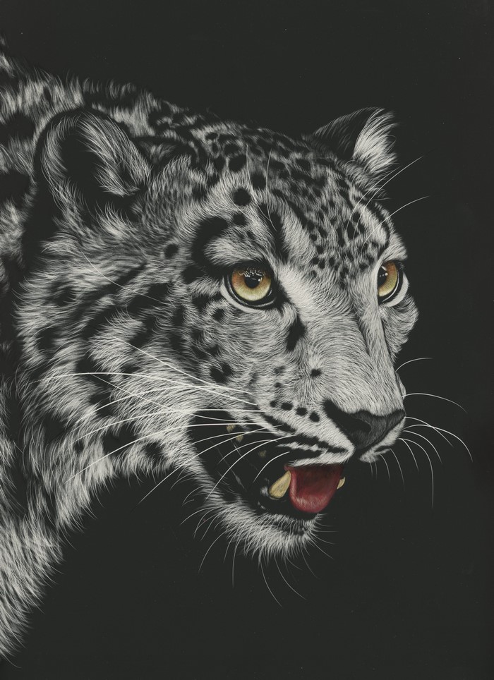 Snow leopard with mouth open against black background